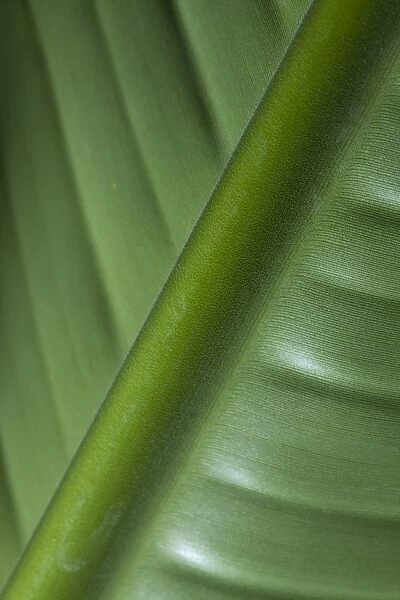 England, Tyne & Wear, Sunderland Winter Gardens. Detail shot of a palm leaf in the Sunderland Winter