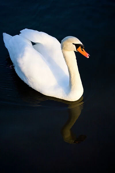 England, Tyne & Wear, Watergate Forest Park. A royal protected Swan reflected on a small lake in the Watergate
