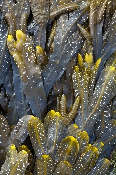 England, Tyne and Wear, Whitley Bay. Detail shot of Sea Kelp and Sea Weed found along the beach on the shore of the North
