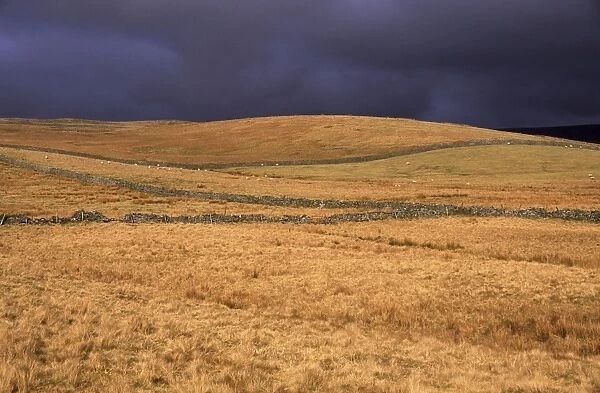 ENGLAND, Yorkshire, Yorkshire Dales National Park. A shaft of sun illuminates a field