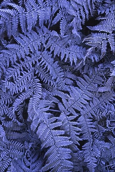Frost covered ferns photographed on a crisp autumn morning in North Tyneside
