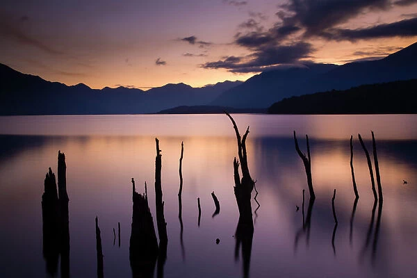 New Zealand, Fiordland, Fiordland National Park. The flooded remnants of trees pierce the tranquil waters of