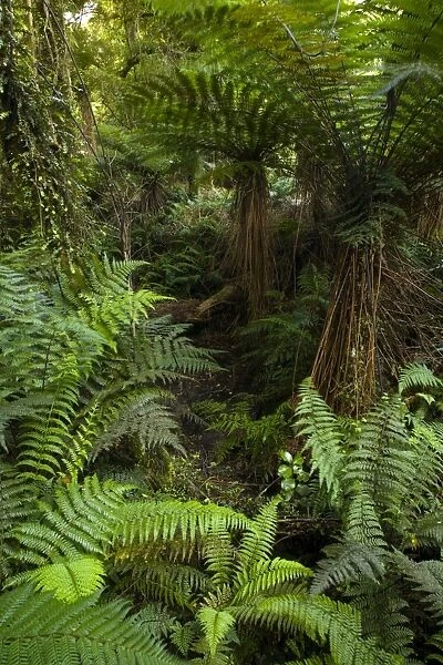 New Zealand, Southland, The Catlins. Dense native bush on a tramping trail through the Catlins Forest Park near the town