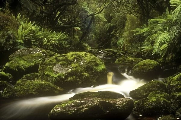NEW ZEALAND, Stewart Island, Rakiura National Park