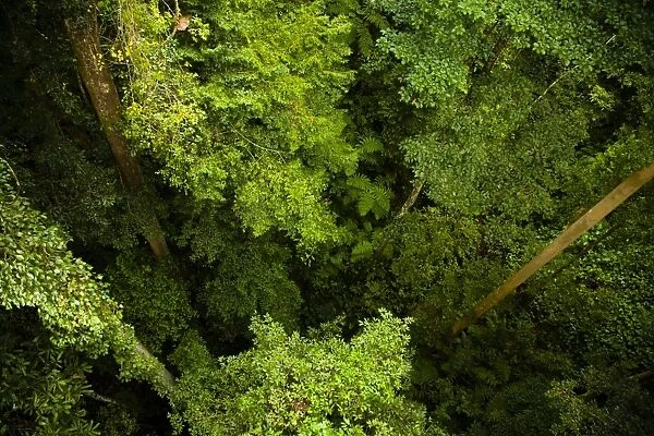 Sabah Malaysia, Borneo, Kinabalu National Park. View from the canopy walkway at the Poring Hot Springs, looking down to the
