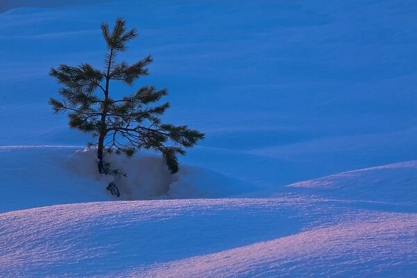 Scotland, Scottish Highlands, Abernethy. Single Fir Tree surrounded by drifting snow in the Cairngorms