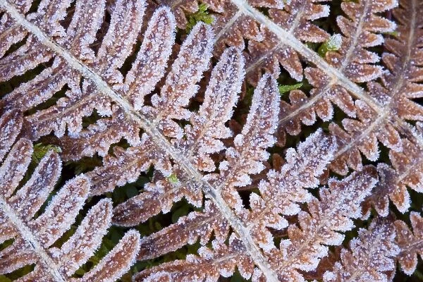 Scotland, Scottish Highlands, Cairngorms National Park. Frost covered ferns