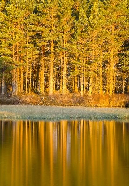 Scotland, Scottish Highlands, Cairngorms National Park. Woodland reflected on the still waters of Loch Milton near Boat