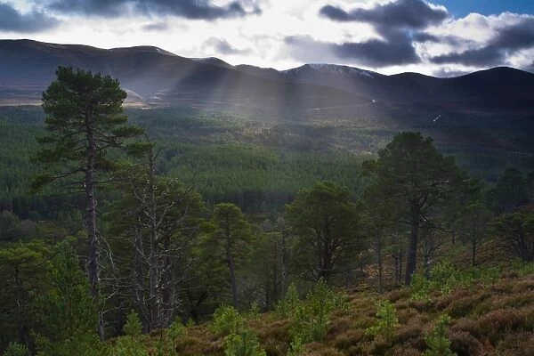Scotland, Scottish Highlands, Cairngorms National Park. Scattered shafts of light above the Glenmore Forest Park and the Cairngorm