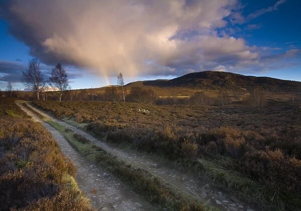 Scotland, Scottish Highlands, Cairngorms National Park. Vehicle track running through open moorland near the