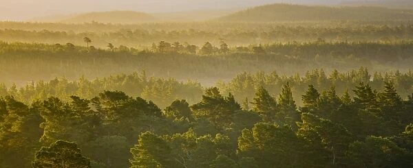 Scotland, Scottish Highlands, Cairngorms National Park. Mist rising at dawn over the Caledonian Forest of the Rothiemurchus estate, in the Cairngorms