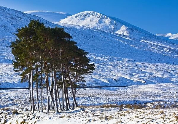 Scotland, Scottish Highlands, Dirrie More. Pocket of Scots Pine amidst the open landscape of the Dirrie More