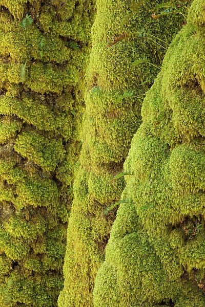 Scotland, Scottish Highlands, Eas Chia-aig waterfall. Moss covered tree upstream of the Eas Chia-aig