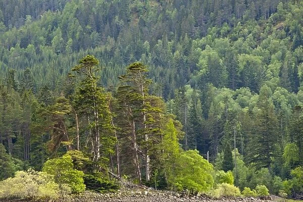 Scotland, Scottish Highlands, Loch Laggan. Group of native Scots Pine trees on the banks of Loch Laggan, remnants of the ancient
