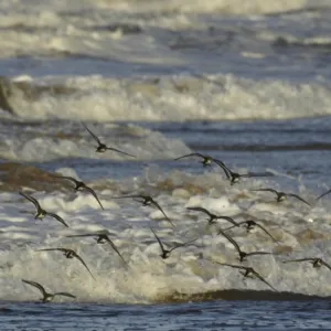 Arctic Terns hunting for food on the Whitley Bay beach