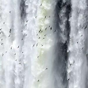 Argentina, Misiones, Iguazu National Park. Birds fly in flocks in front of the impressive Iguazu waterfalls - A world
