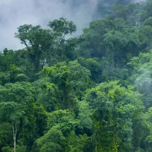 Argentina, Salta, Parque Nacional Calilegua. Dense cloud forest in the National Park near Calilegua