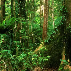 AUSTRALIA, Queensland, Daintree National Park