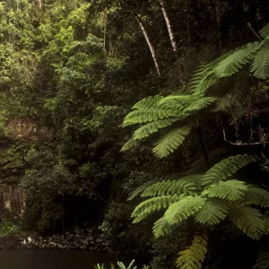 AUSTRALIA, Queensland, Millaa Millaa Falls