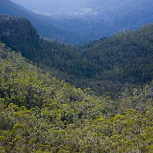 Australia, Tasmania, Cradle Mt - Lake St Clair National Park. Dense woodland in the Forth River Valley, viewed from a viewpoint on the