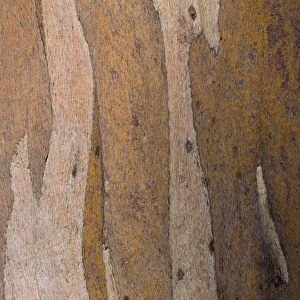 Australia, Tasmania, Cradle Mt - Lake St Clair National Park. Detail view of bark belonging to a Gumtree growing alongside the