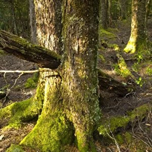 Australia, Tasmania, Cradle Mt - Lake St Clair National Park. Native bush