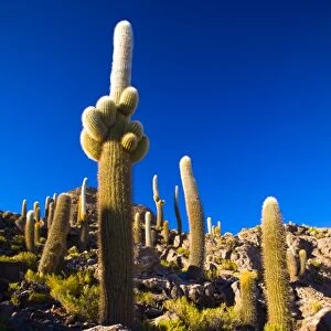 Bolivia, Southern Altiplano, Salar de Uyuni. Cacti growing on Isla de Pescado