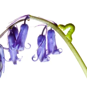 Caterpillar on wild Bluebell flowers growing in the county of Northumberland, UK