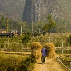 China, Guangxi Zhuang Autonomous Region, Yangshuo County. Farm worker carries two stacks of hay on a stick across his shoulders, along a path through farmland dominated by