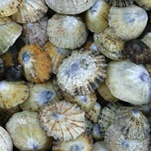 A collection of Seashells, photographed near to St Marys Island