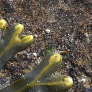 The contrasting colours of seaweed against rocks on the north tyneside coast