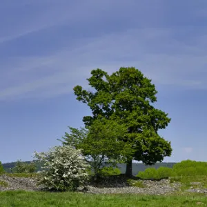 England, Cumbria, Mayburgh Henge