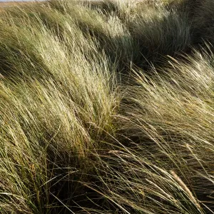 England, Middlesbrough, Teesmouth NNR