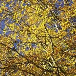 England, North umberland, Cragside Gardens & Estate. The autumn colours of woodland within the Cragside estate (National Trust)