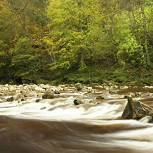 ENGLAND Northumberland Allen Banks The fast flowing waters of River Allen running through the tree clad Staward Gorge in Autumn ( National
