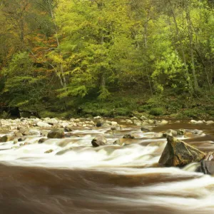 ENGLAND Northumberland Allen Banks The fast flowing waters of River Allen running through the tree clad Staward Gorge in Autumn ( National