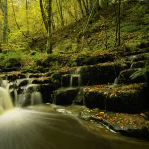 ENGLAND northumberland Briarwood banks A stream flowing through the woodland of this northumberland wildlife