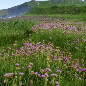 England, Northumberland, Embleton