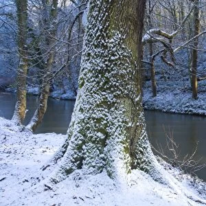 England, Northumberland, Plessey Woods Country Park. A recent snowfall transforms the woodland of the Plessey Woods