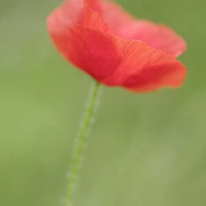 England, Northumberland, Red Field Poppy