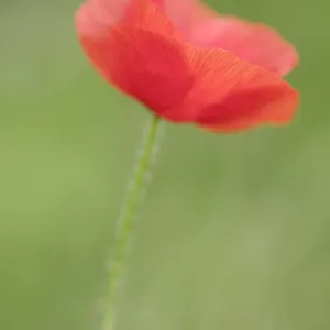 England, Northumberland, Red Field Poppy