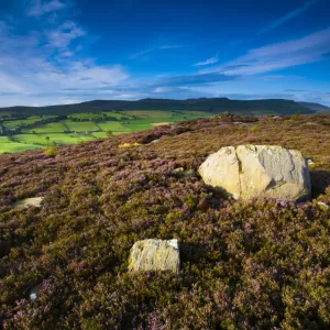 England, Northumberland, Rothbury. Flowering heather on the open moorland known as the Rothbury Terraces, looking