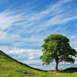 England, Northumberland, Sycamore Gap, Northumberland National Park