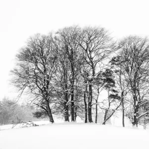 England, Northumberland, Tynedale