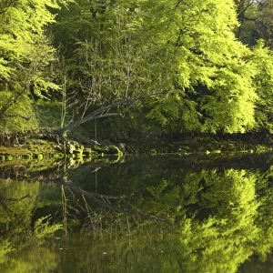 England, Northumberland, Warkworth. Spring foliage, reflected in the still waters of the River Coquet in Warkworth Village, located near the Northumberland