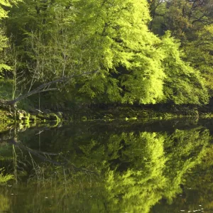 England, Northumberland, Warkworth. Spring foliage, reflected in the still waters of the River Coquet in Warkworth Village, located near the Northumberland