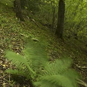 England, Shropshire, Wenlock Edge. A native fern growing in woodland in this National Trust area near Much Wenlock and the