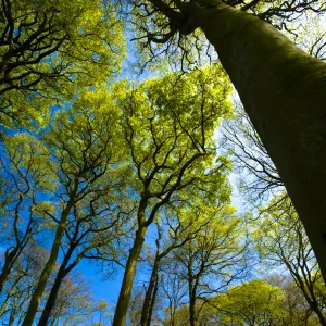 ENGLAND, Tyne & Wear, Holywell Dene. Woodland canopy in Holywell Dene, a popular pocket of forest near the Northumberland /