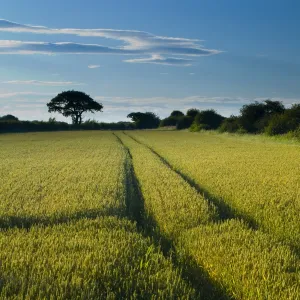 ENGLAND, Tyne & Wear, Holywell Dene. Farm track running through a field used for agriculture in North