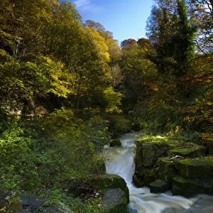 England, Tyne & Wear, Newcastle Upon Tyne. The Ouseburn flowing through autumnal woodland in Jesmond